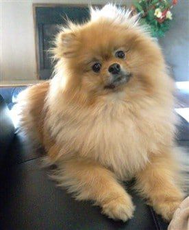 fluffy-pomeranian